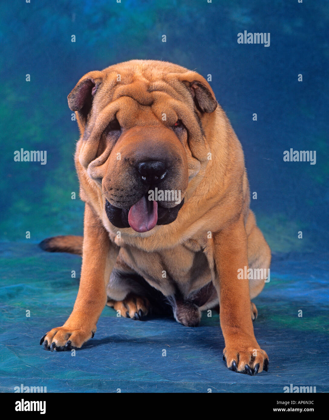 Das Shar Pei Hundeportrait Stockfoto