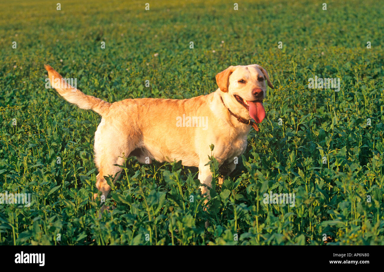 Gelber Labrador arbeiten Stockfoto