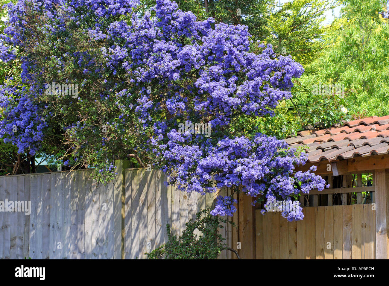 Kalifornischer Flieder Ceanothus Eines Der Attraktivsten Blau