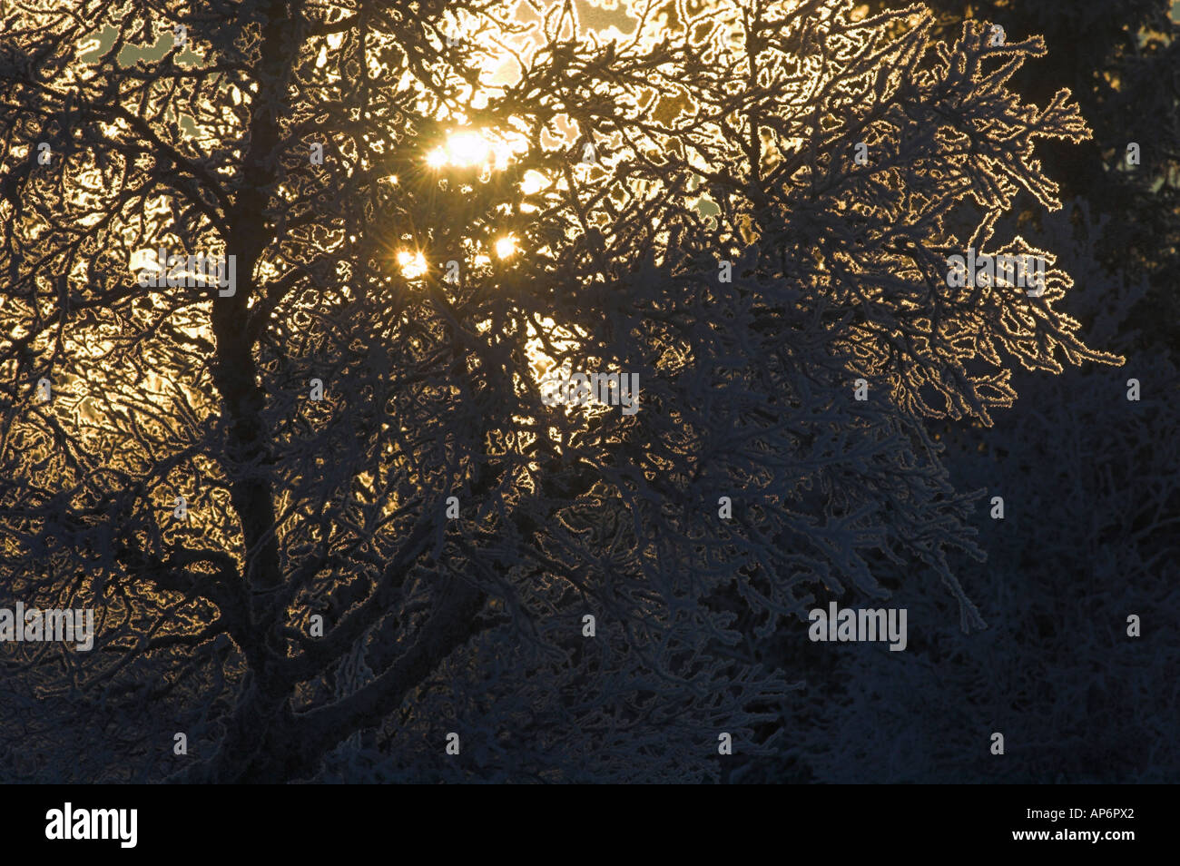 Sonne durch frostige Birke Stockfoto