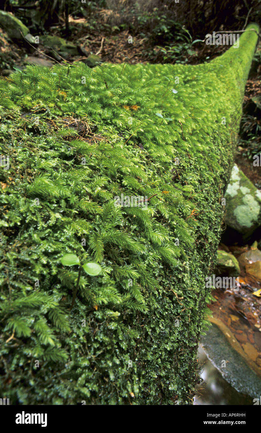 Moos bedeckte Log im Regenwald Royal National Park Australien Stockfoto