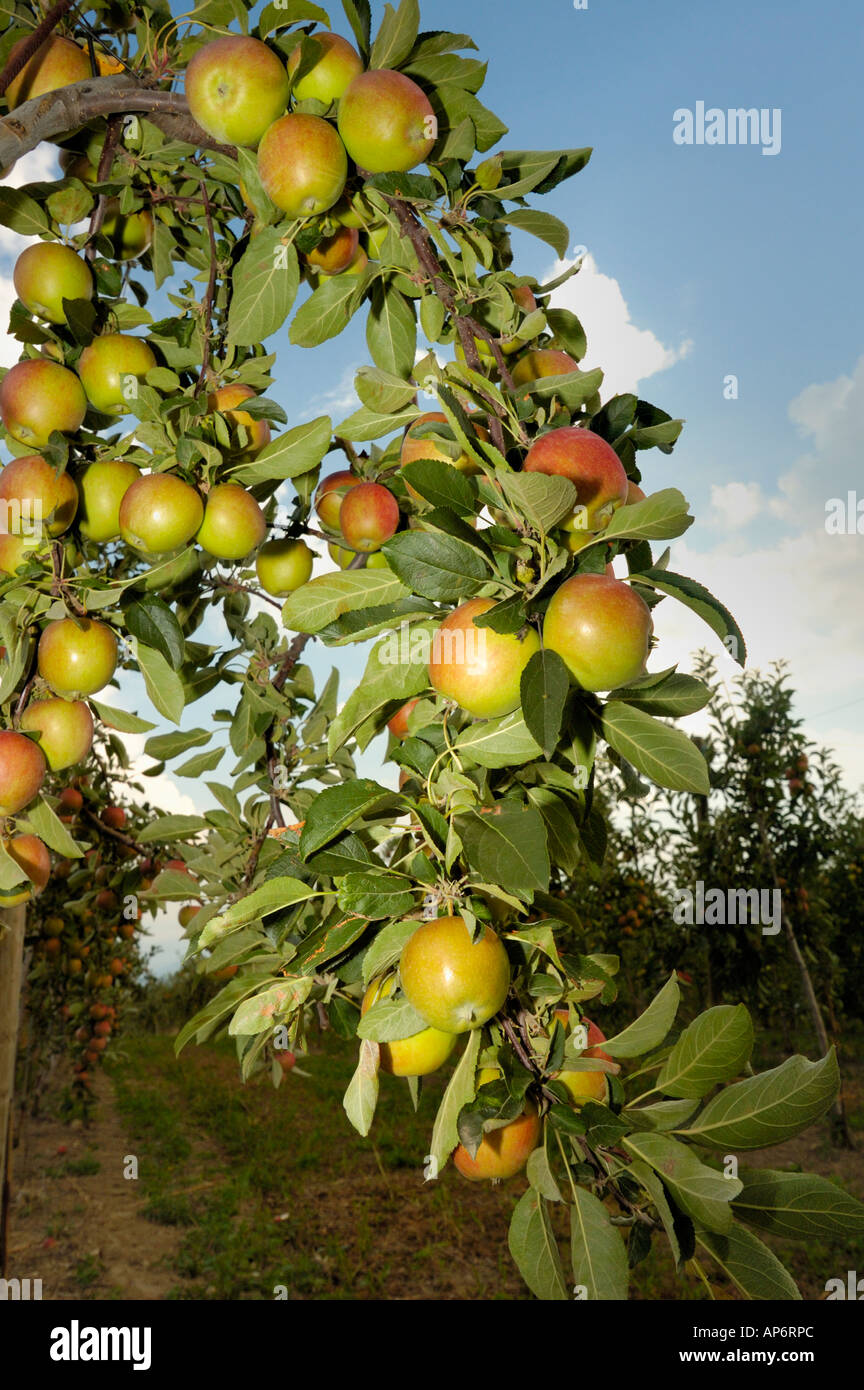 Die Zweige eines Apfelbaums im Spätsommer mit voller Reife Frucht, umrahmt von einem blauen Himmel. Stockfoto