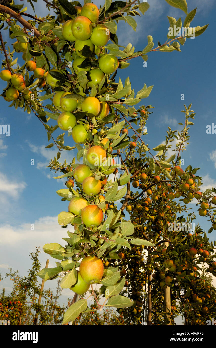 Die Zweige eines Apfelbaums im Spätsommer mit voller Reife Frucht, umrahmt von einem blauen Himmel. Stockfoto