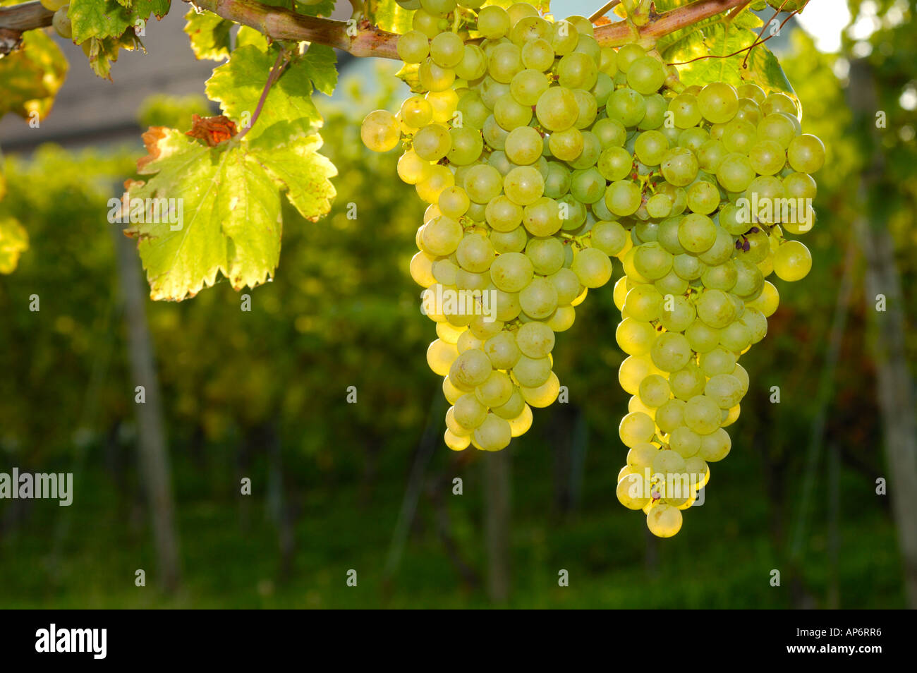 Weiße Trauben heranreifen. Stockfoto