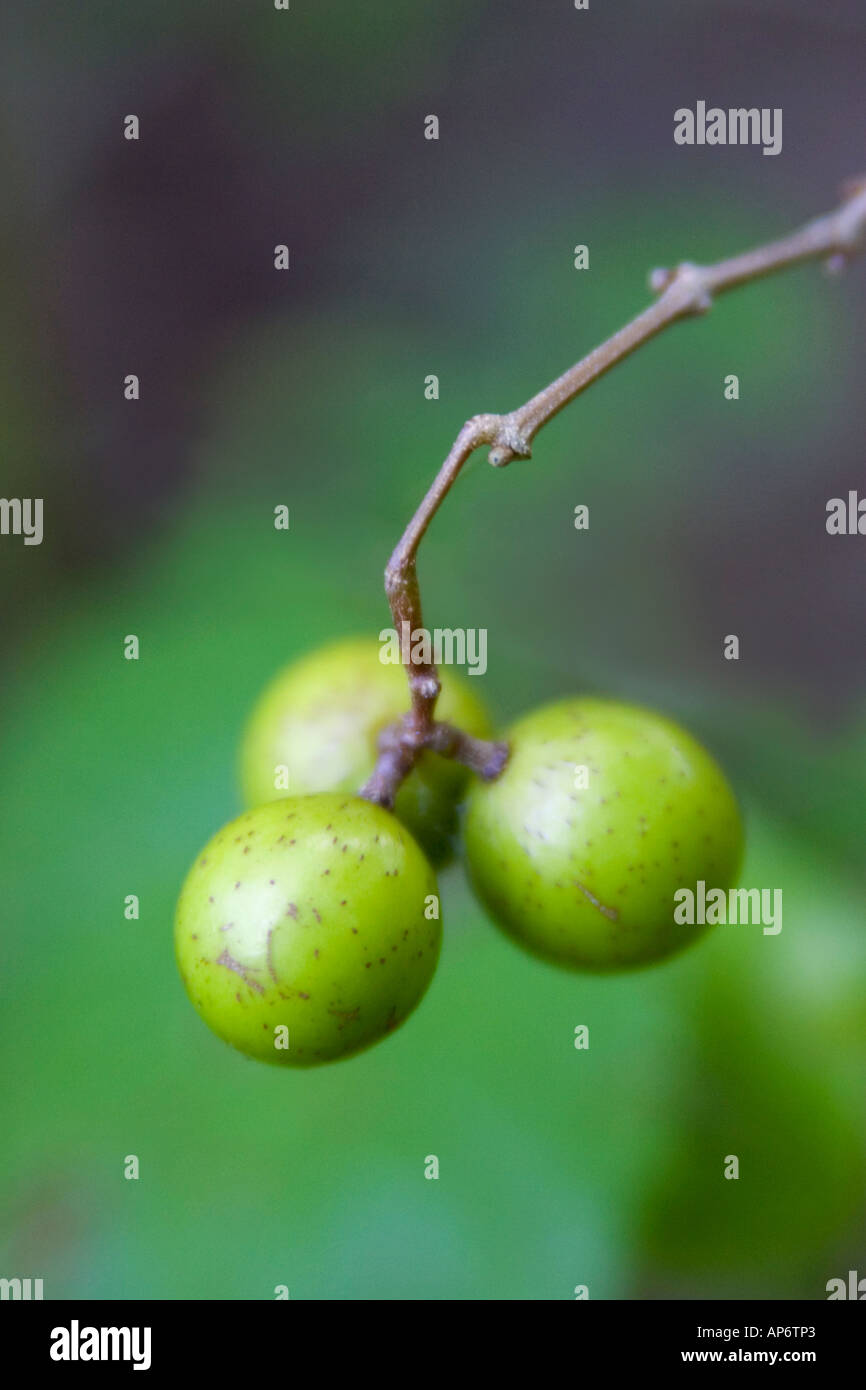 Unreife Muscadine Trauben. Stockfoto