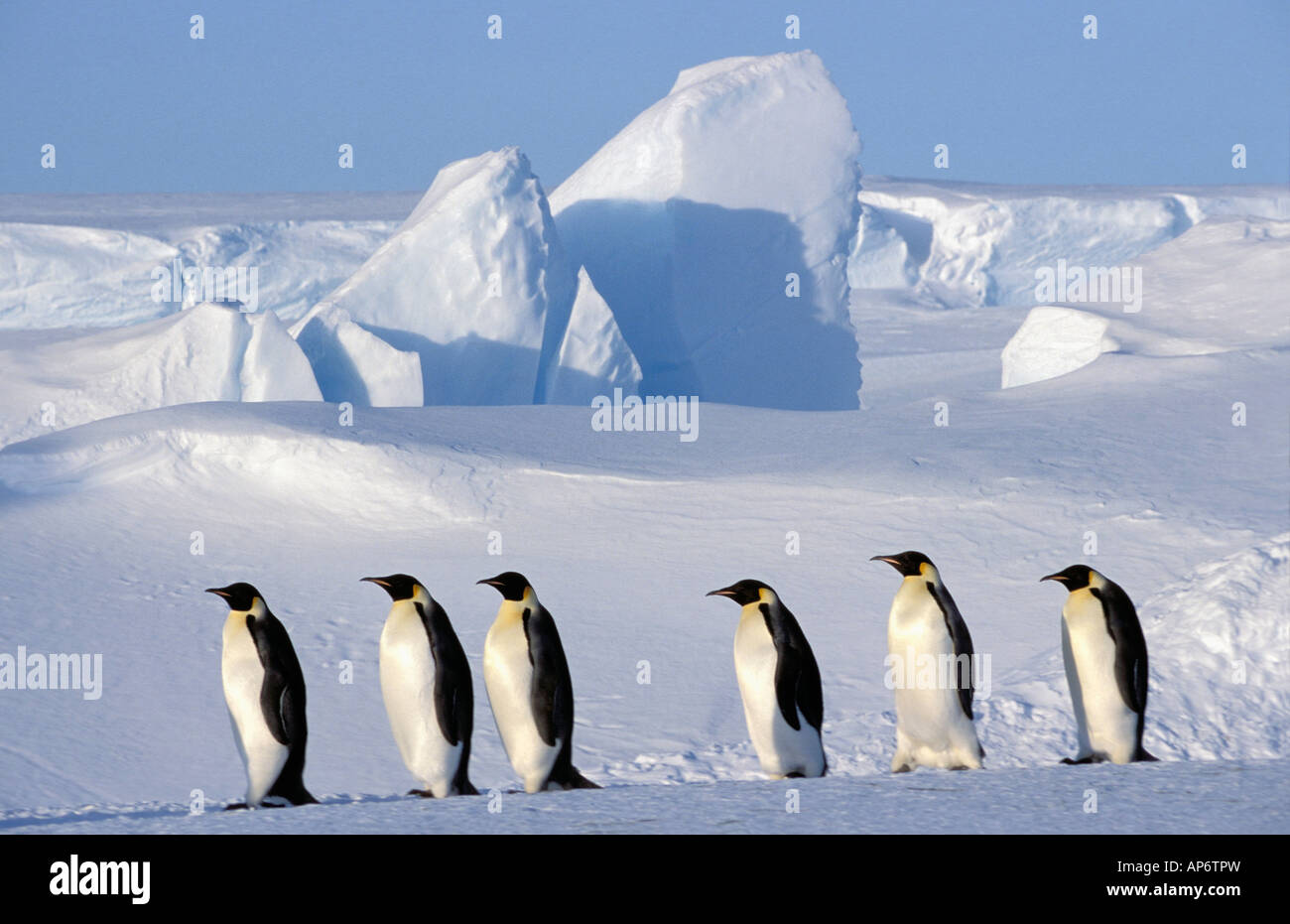 Kaiserpinguine Wandern, Dawson-Lambton-Gletscher, Antarktis Stockfoto