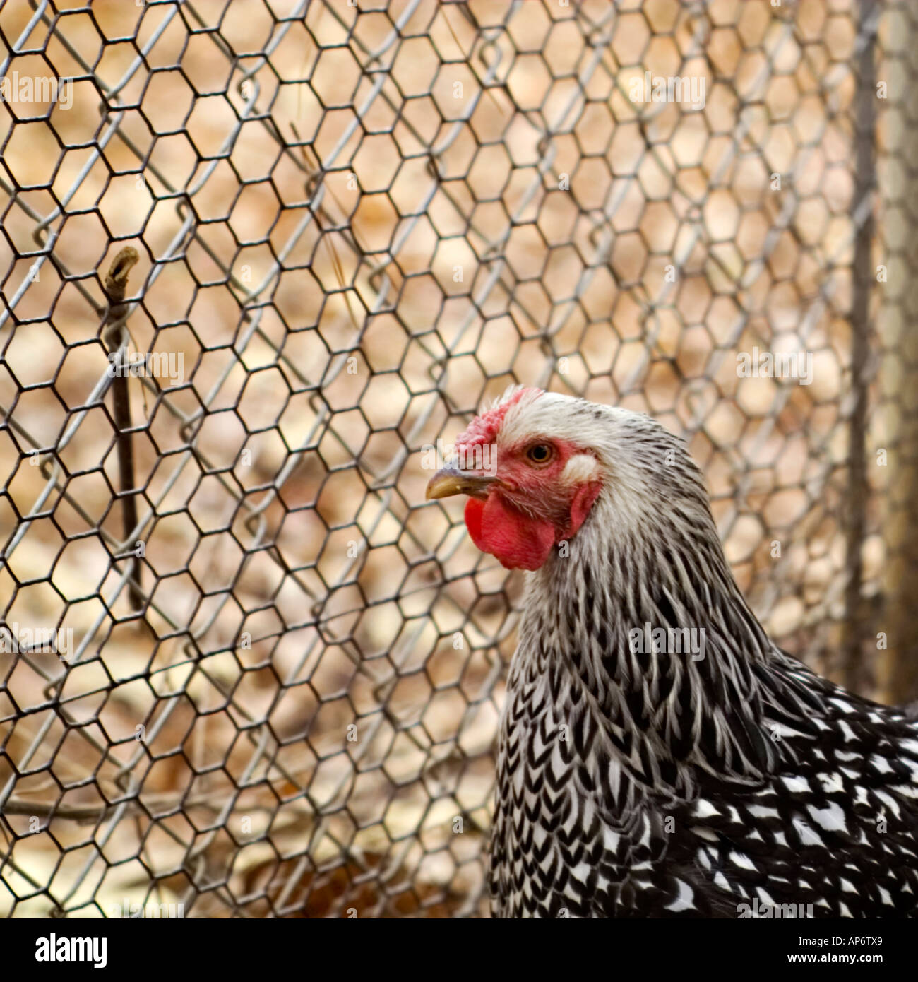 Huhn in einem coop Stockfoto