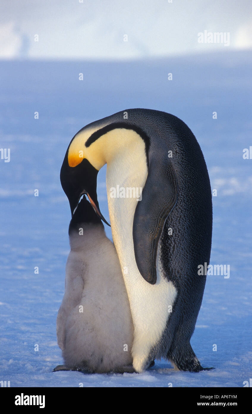 Kaiser-Pinguin Fütterung Küken Stockfoto