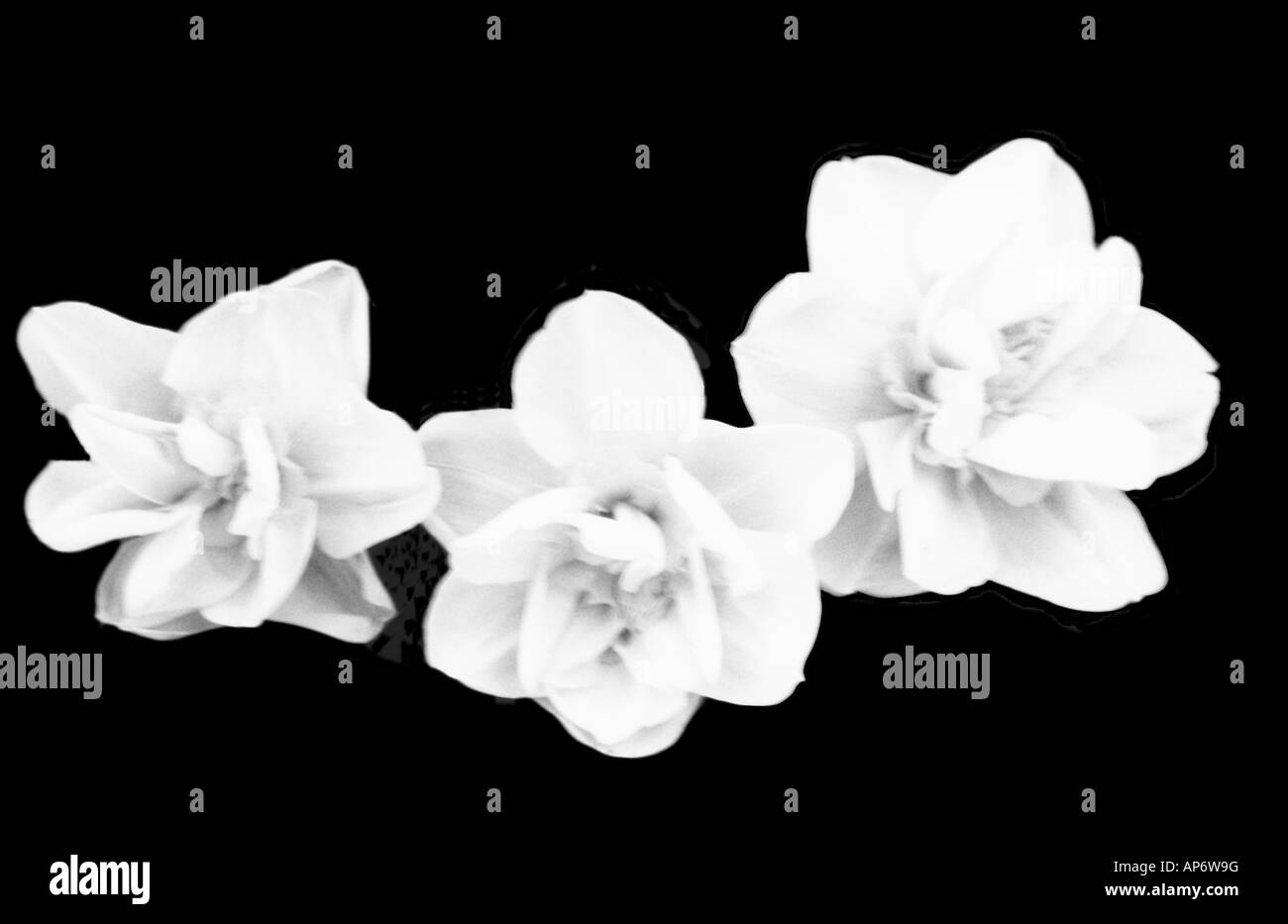 schwarz / weiß Bild von Narzissen auf einen schwarzen Hintergrund Stockfoto