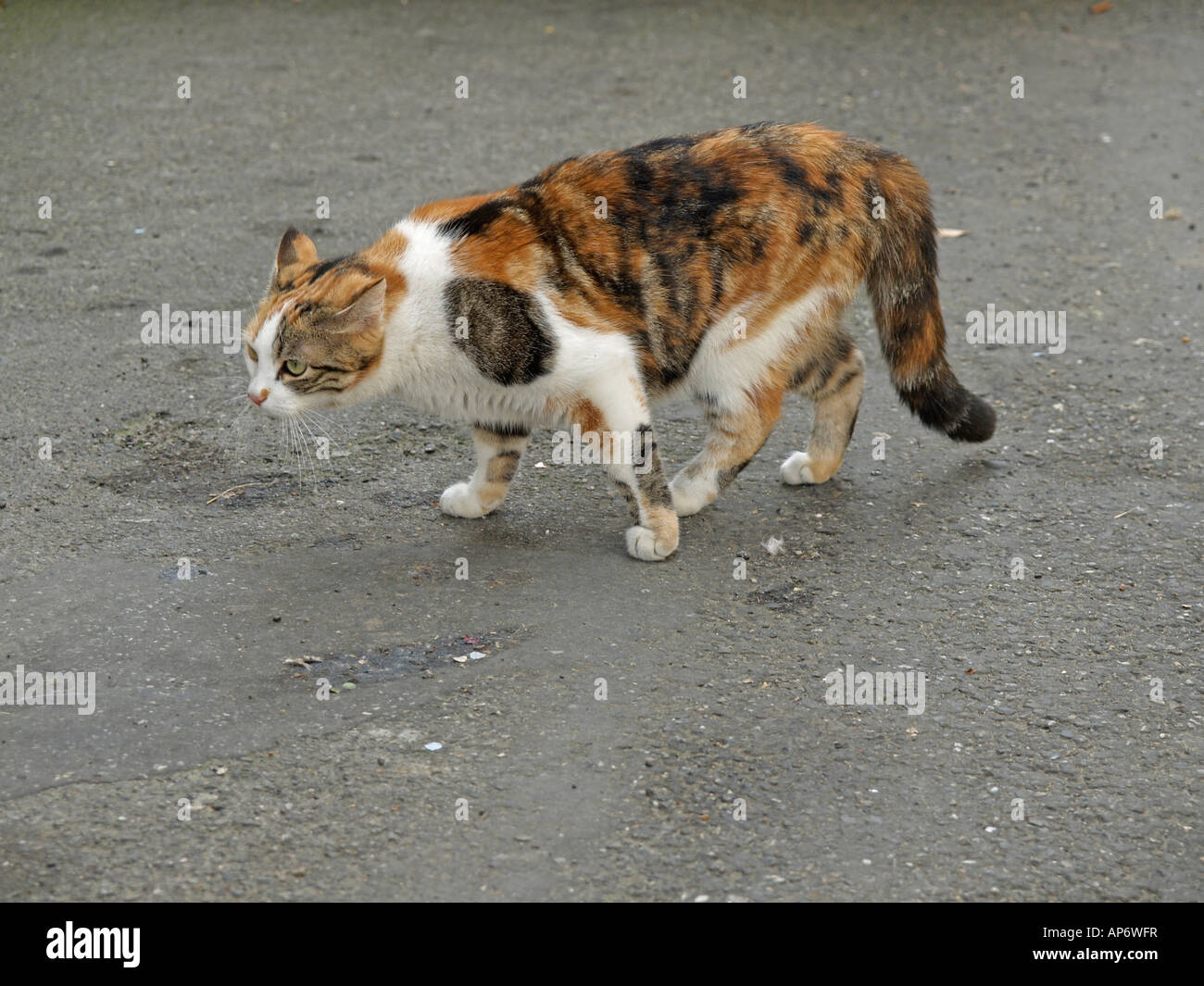 pied Straßenkatze schauen ängstlich oder aggressiv Stockfoto