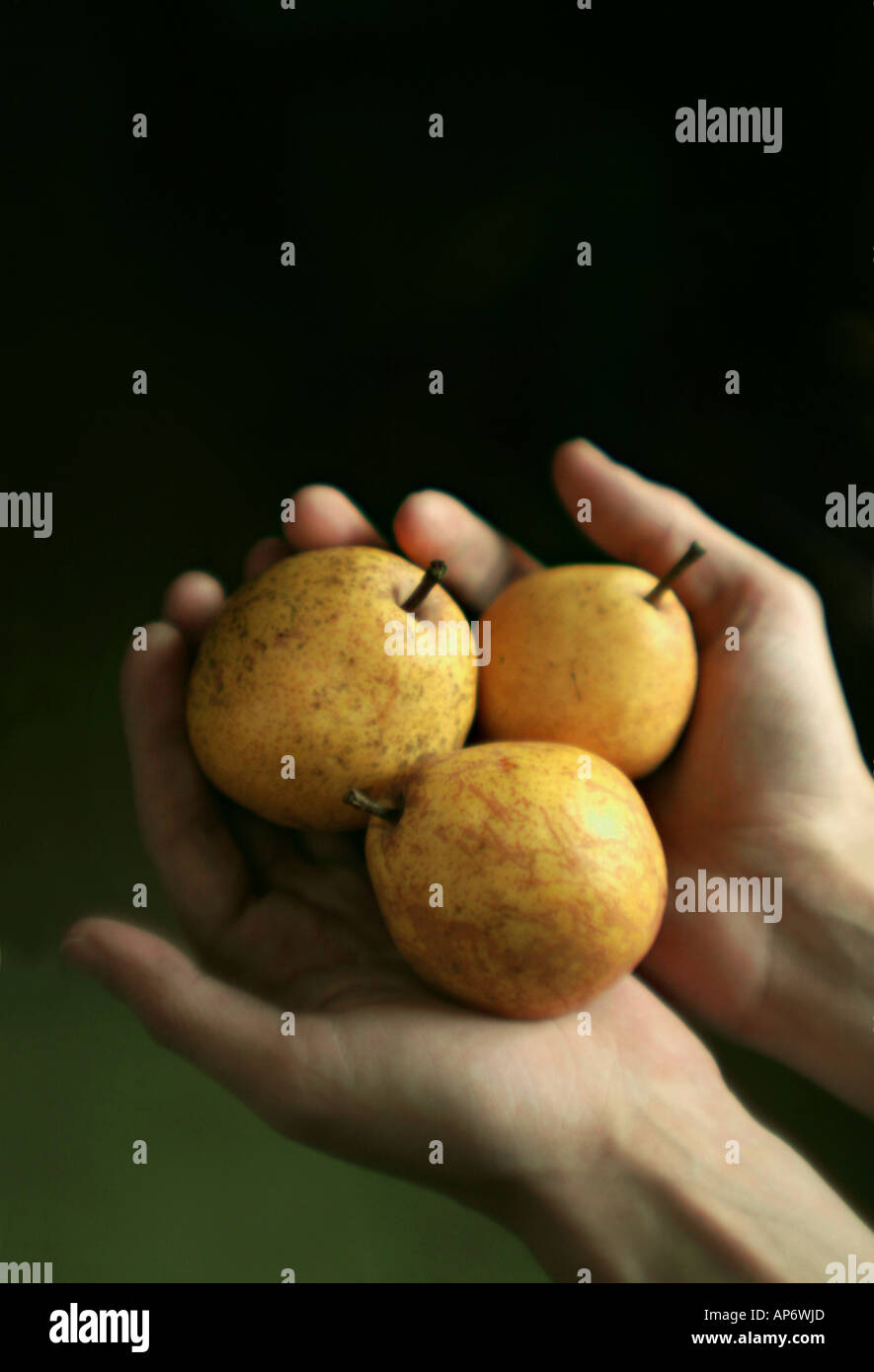 Hände halten drei Birnen Stockfoto