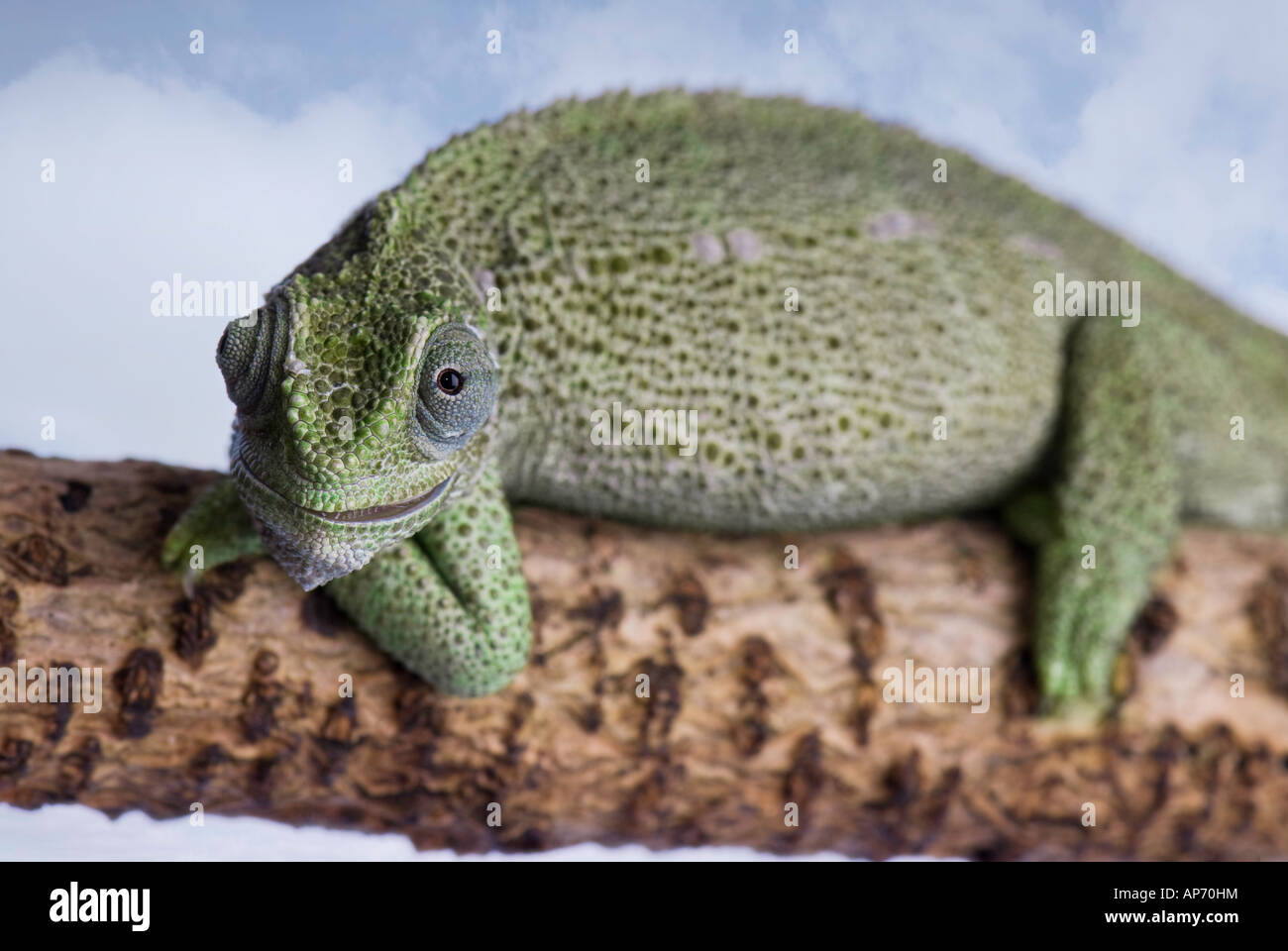 Chameleon Stockfoto