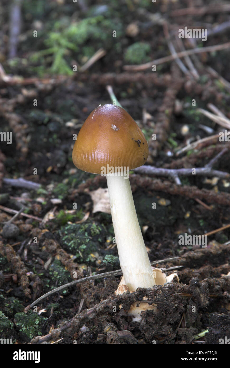 Pilze Tawny Grisette Amanita Fulva wächst in feuchten schattigen Wald Norfolk Uk September Stockfoto