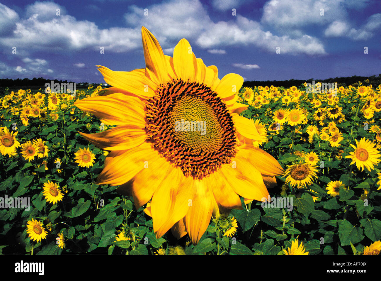 Sonnenblume ungewöhnlich Wachstum Stockfoto