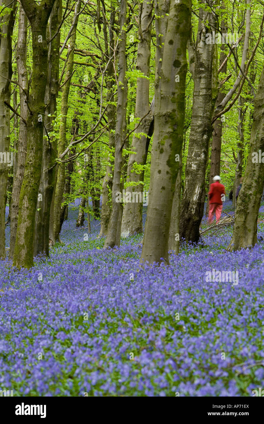 Person trägt eine rote Jacke und Hose zu Fuß in einem Buchenholz mit hellgrünem Laub, mit Blautönen ausgelegt Stockfoto