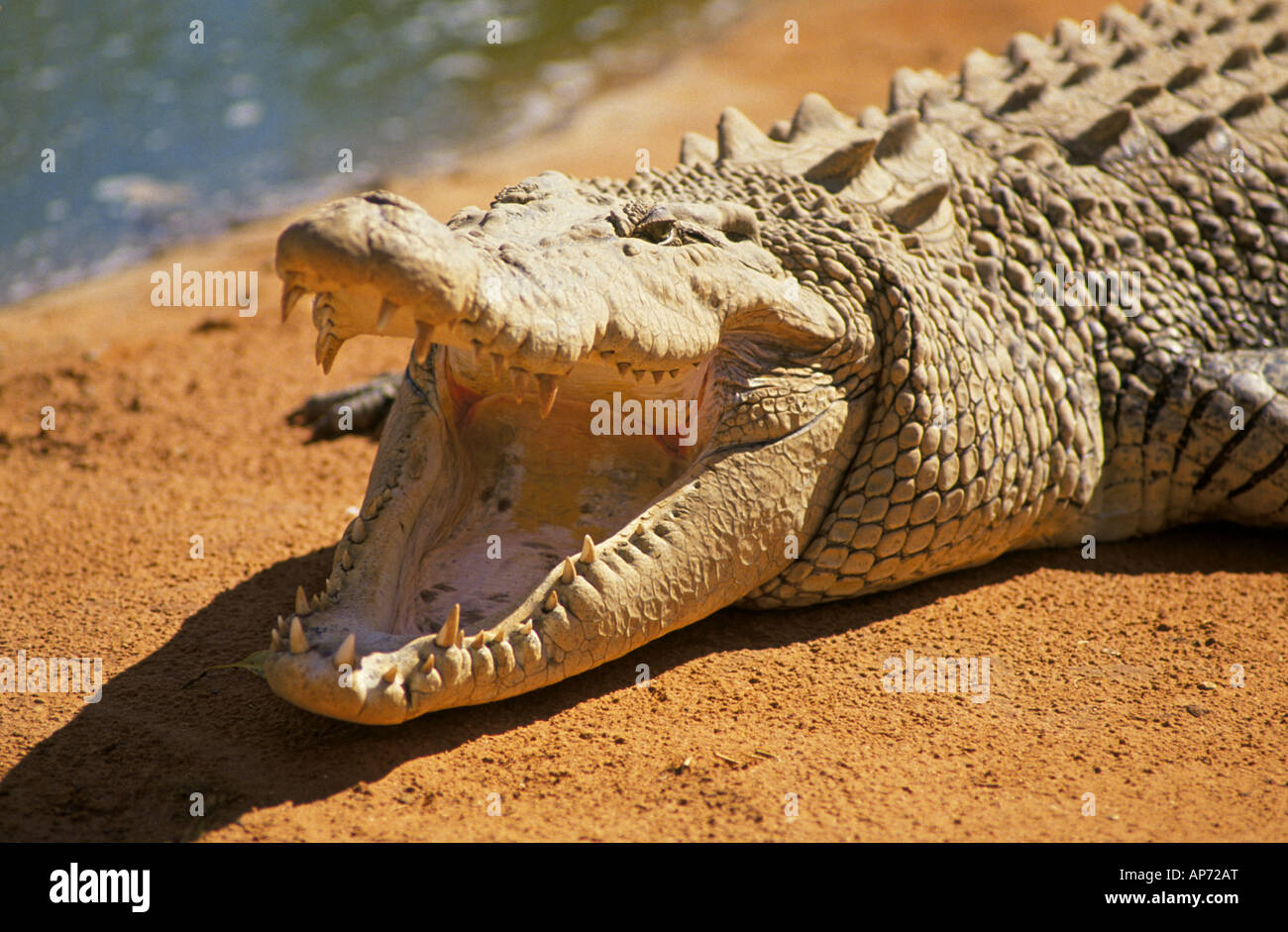 Ein riesiger 25 Fuß lange Salzwasser Krokodil sonnte sich auf eine rote Erde Bank in Westaustralien Stockfoto