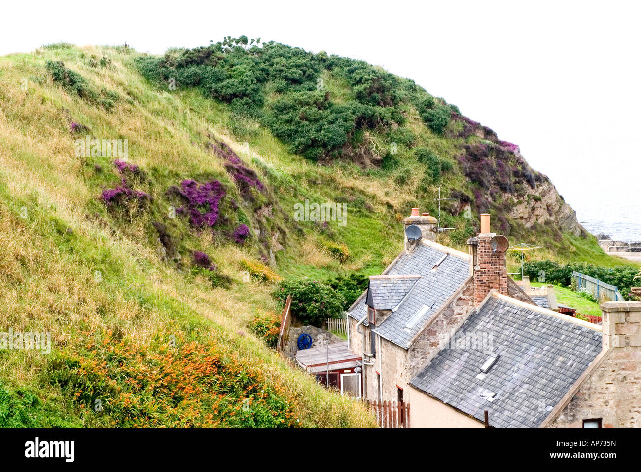 Lila Heidekraut auf einem Hügel mit Häuser unten in Buckie, Schottland. Stockfoto