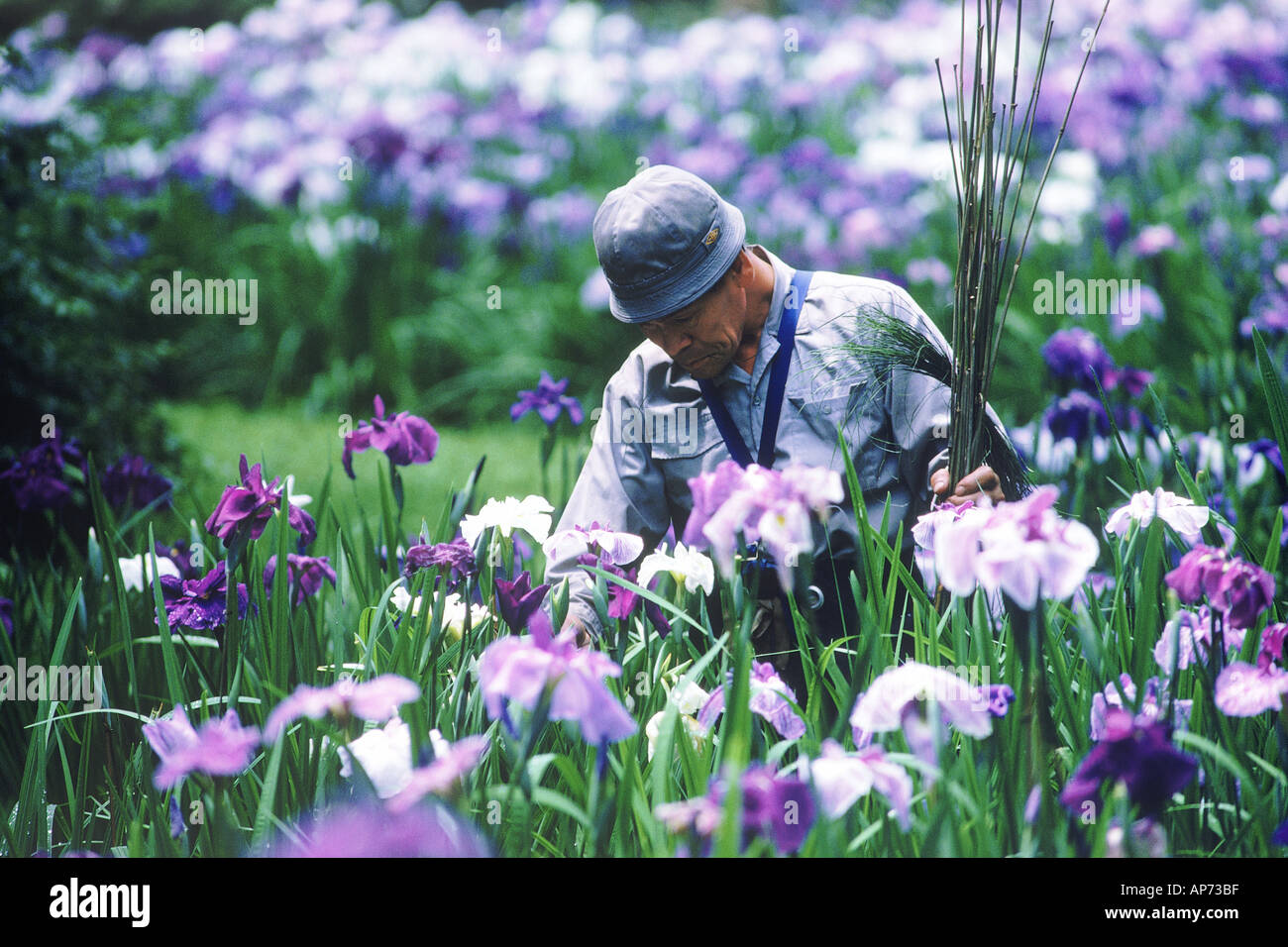 Irisgarten an Meiji-Schrein in Tokio Stockfoto