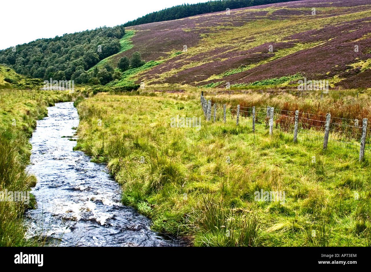 Fließender Strom in der Nähe von einem Heidekraut gefüllten Hügel im ländlichen Schottland Stockfoto