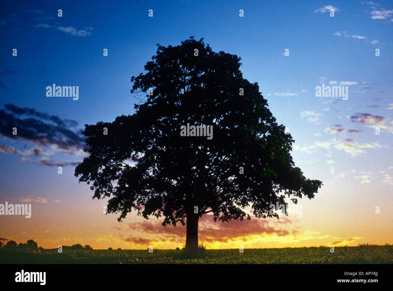 Einzigen Baum bei Sonnenuntergang Stockfoto