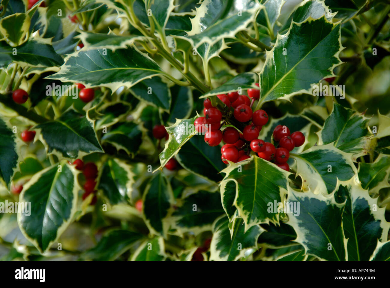 Varigated Stechpalme (Ilex Aquifolium) mit roten Beeren. Stockfoto