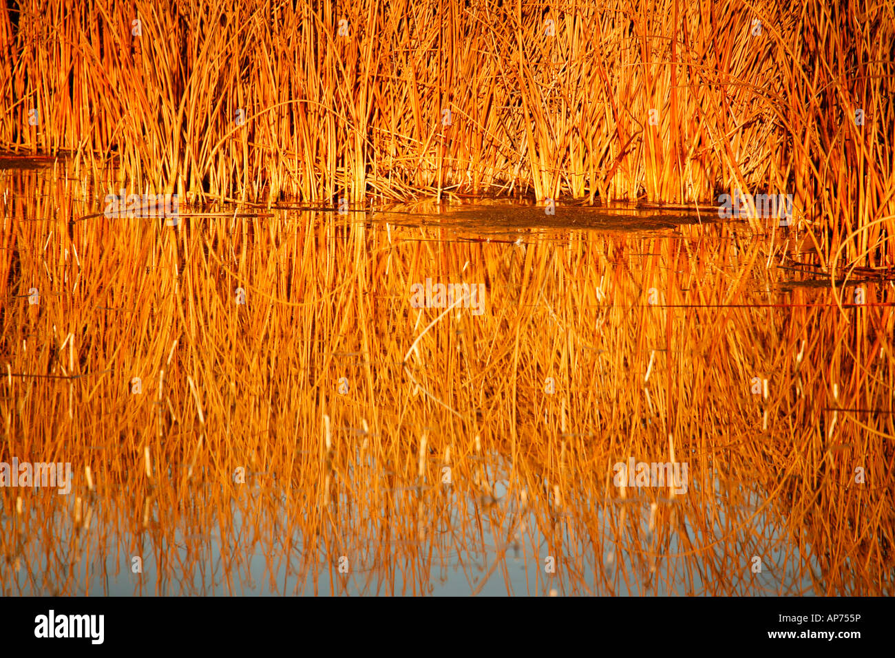 Lower Klamath Basin National Wildlife Refuge im Herbst (Herbst), California Stockfoto