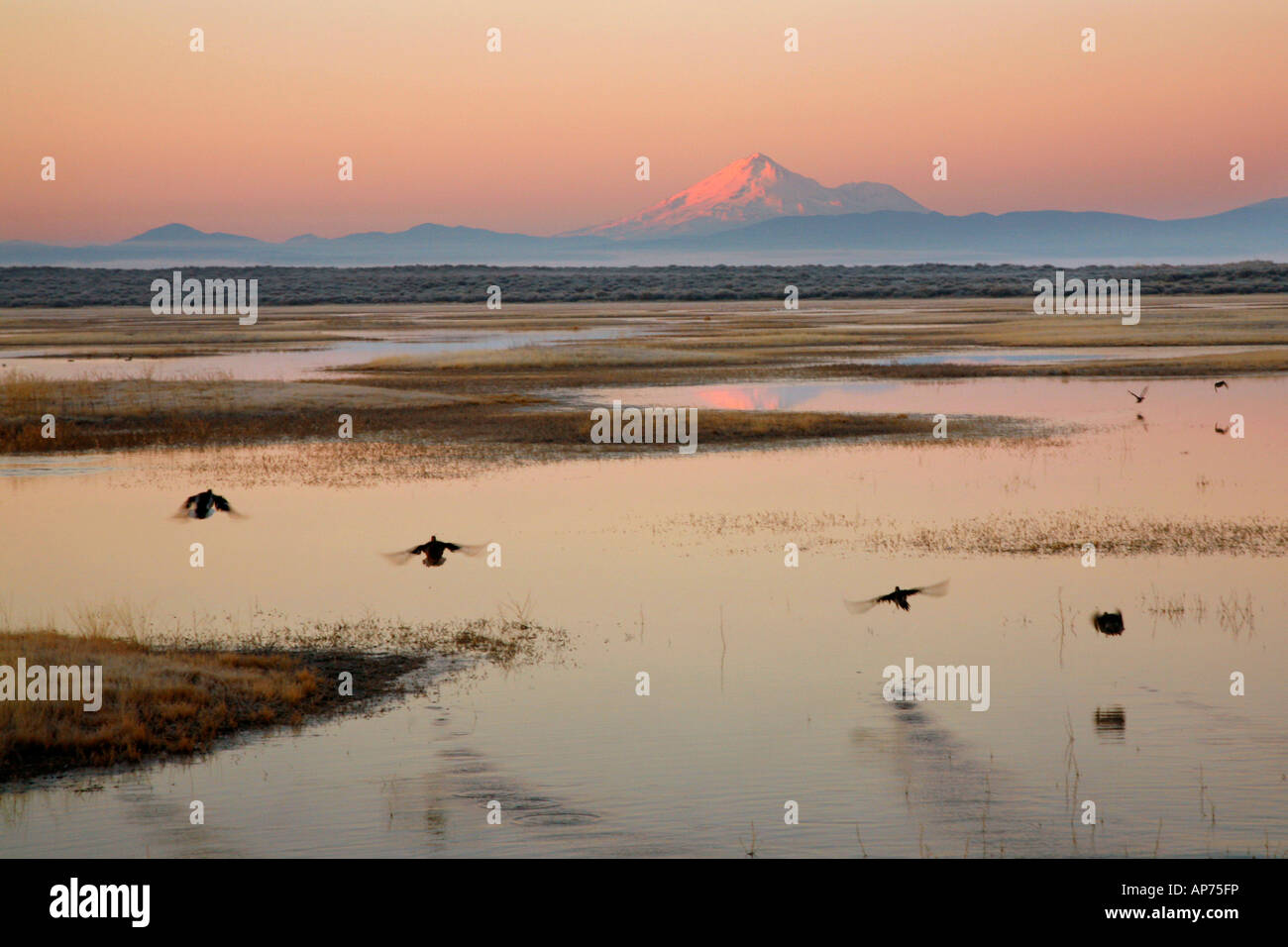 Dawn und Mount Shasta, Lower Klamath Basin National Wildlife Refuge im Herbst Herbst (), California Stockfoto