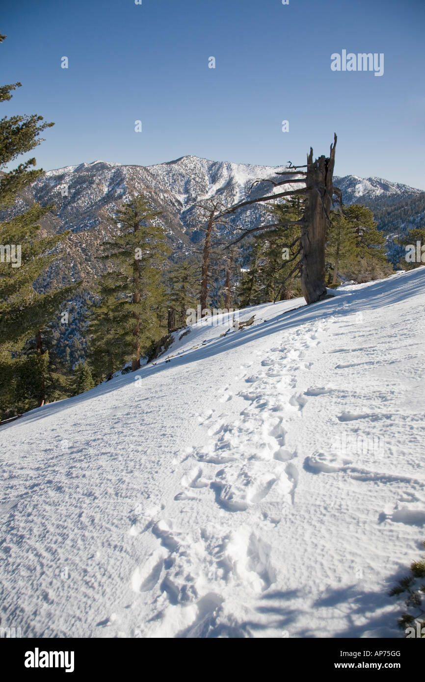 Winterwanderweg in den San Gabriel Mountains Stockfoto