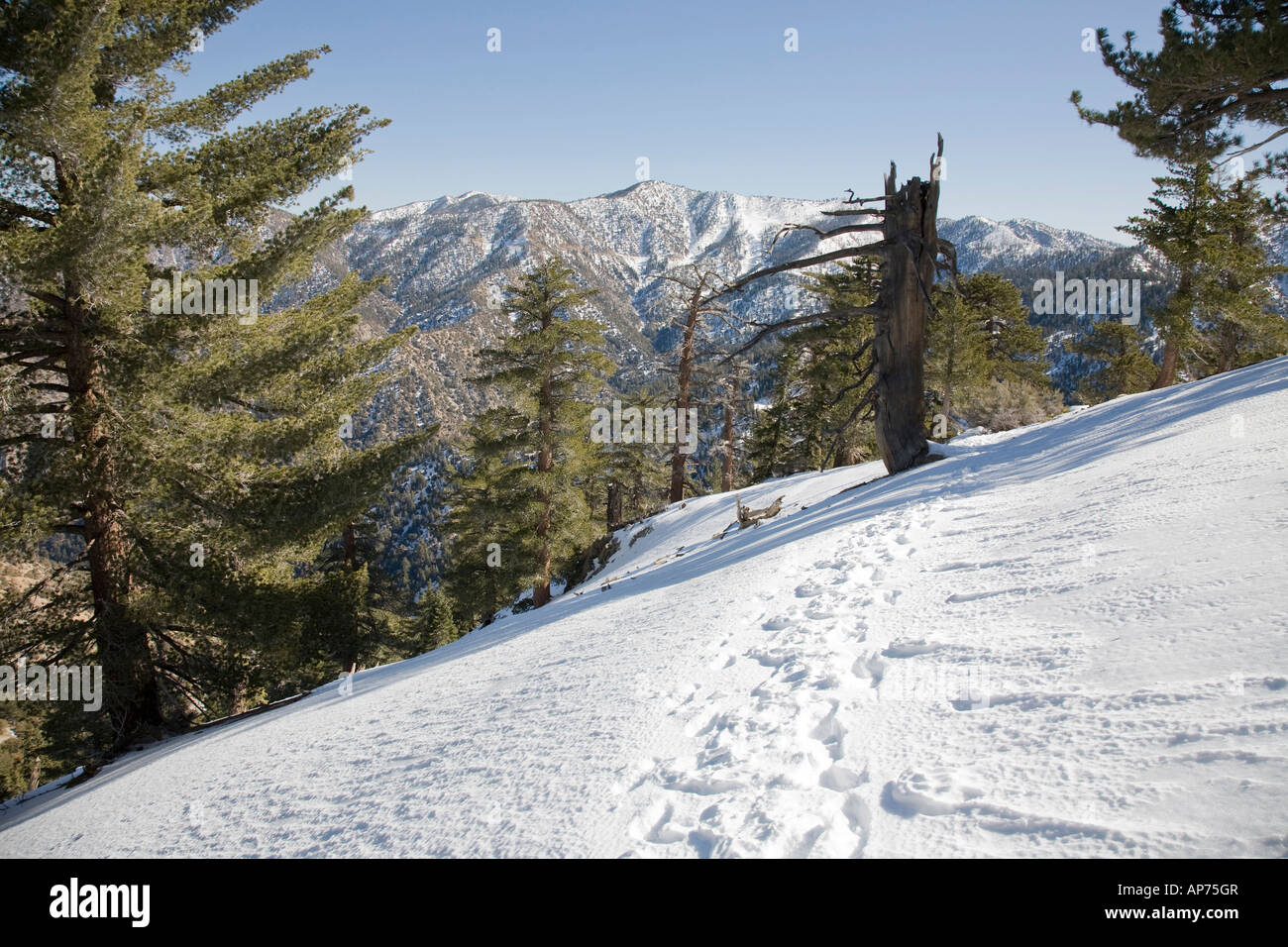 Winterwanderweg in den San Gabriel Mountains Stockfoto