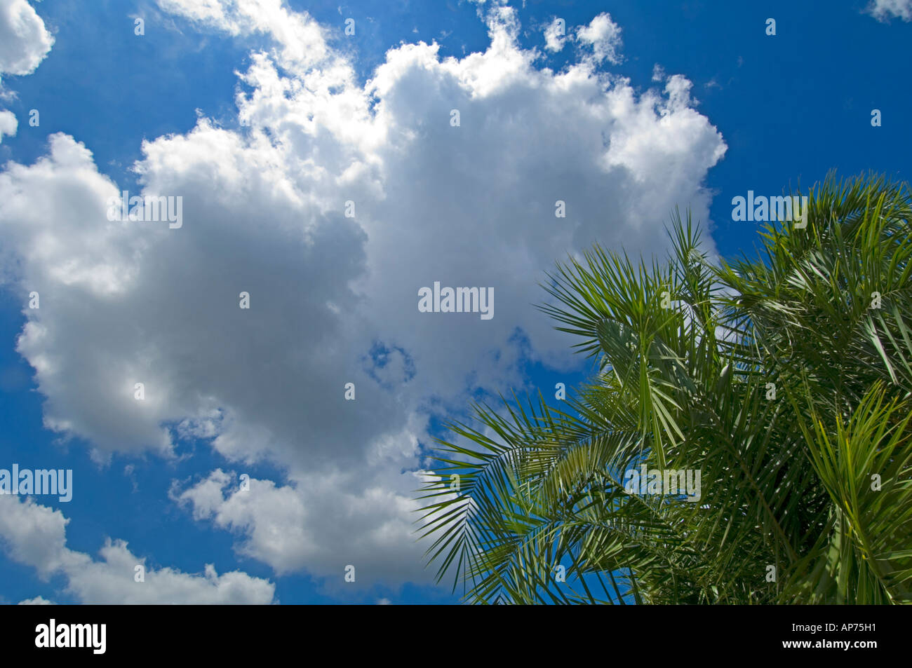 dramatische flauschige weiße Wolken sonnigen Himmel Stockfoto