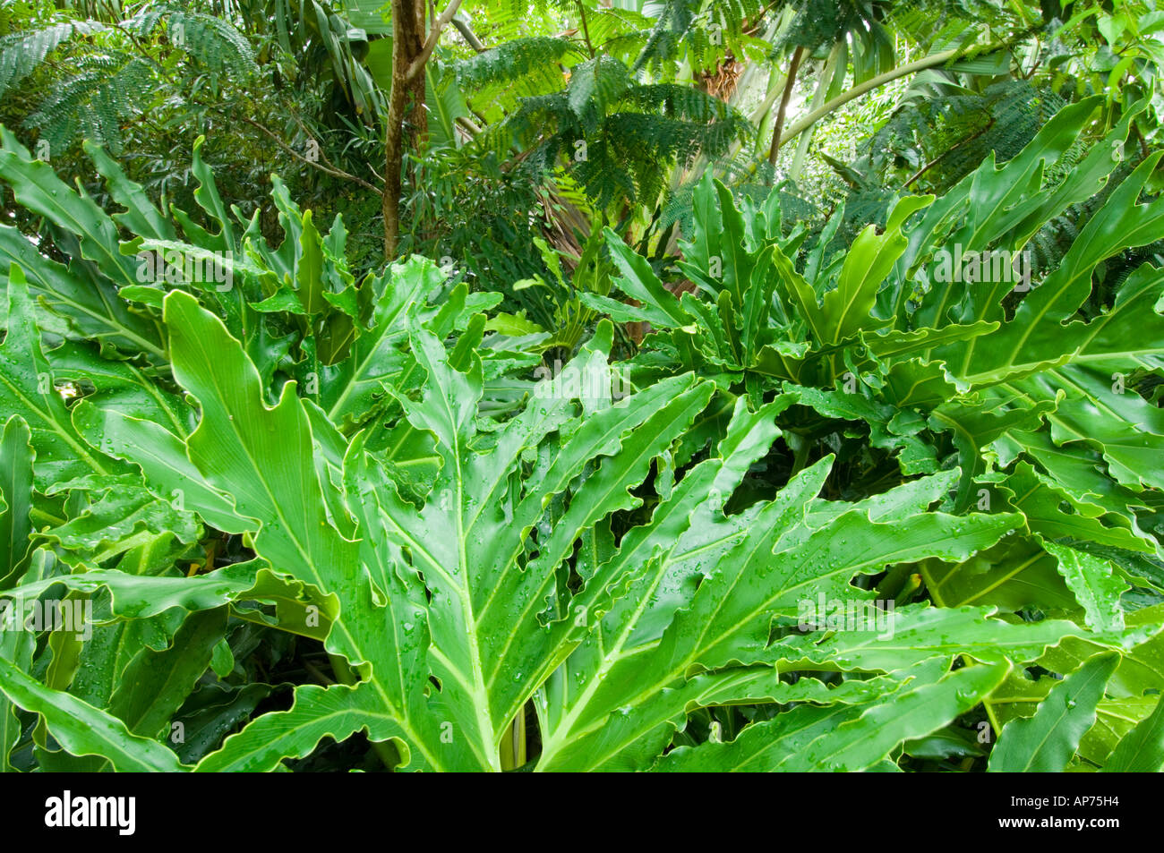 Philodendron Baum Pflanze tropischen Baum Stockfoto