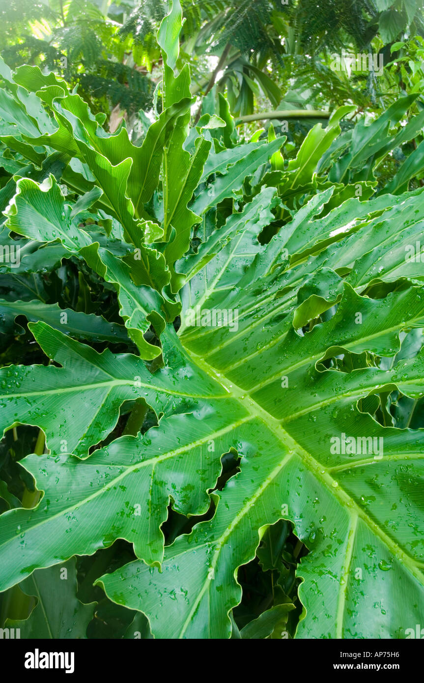 Baum Philodendron Tropenpflanze Stockfoto