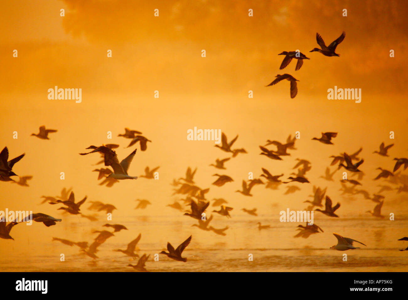 Enten unter Flug bei Sonnenaufgang, Lower Klamath Basin National Wildlife Refuge im Herbst Herbst (), California Stockfoto