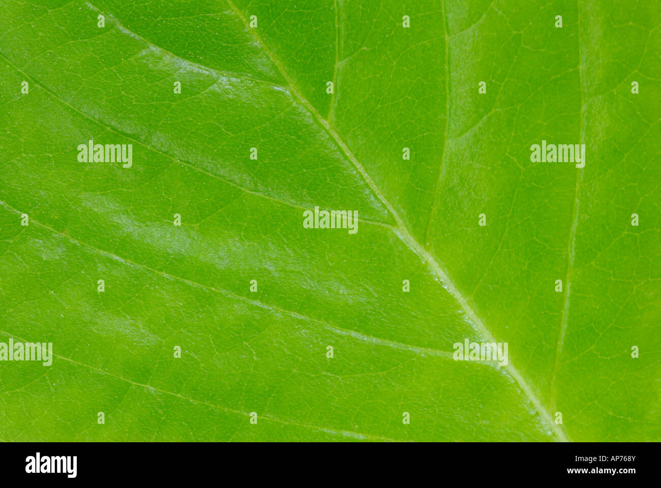 Blatt-Nahaufnahme mit Adern Stockfoto