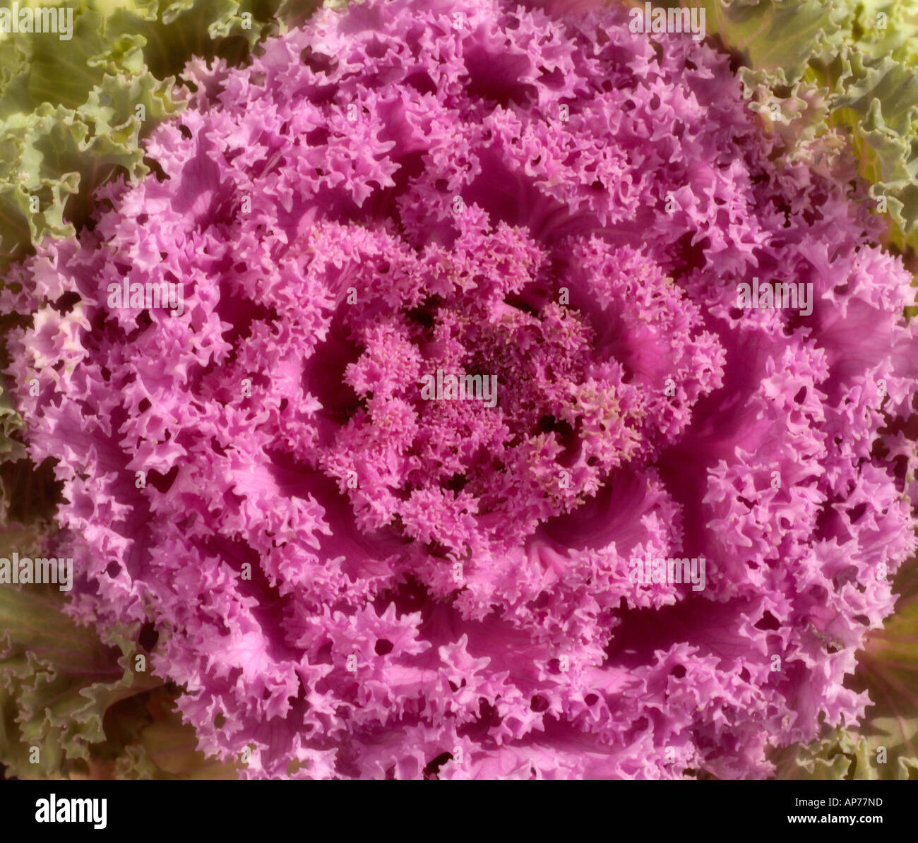 Brassica Oleracea Zier Kohl Stockfoto Brassica Oleracea Zier Kohl Stockfoto