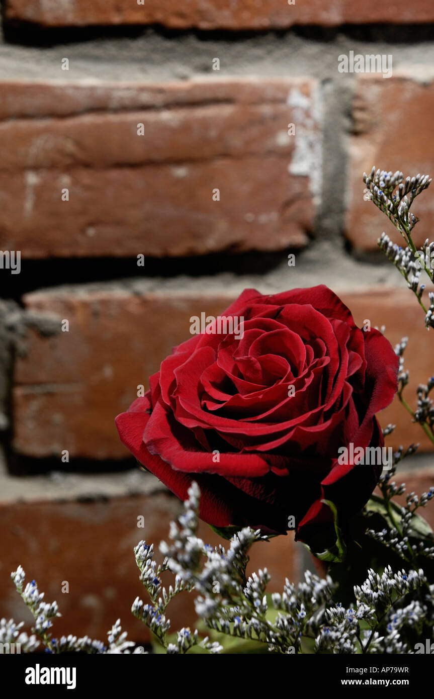 Rote rose Liebe Grunge Ziegelmauer Stockfoto
