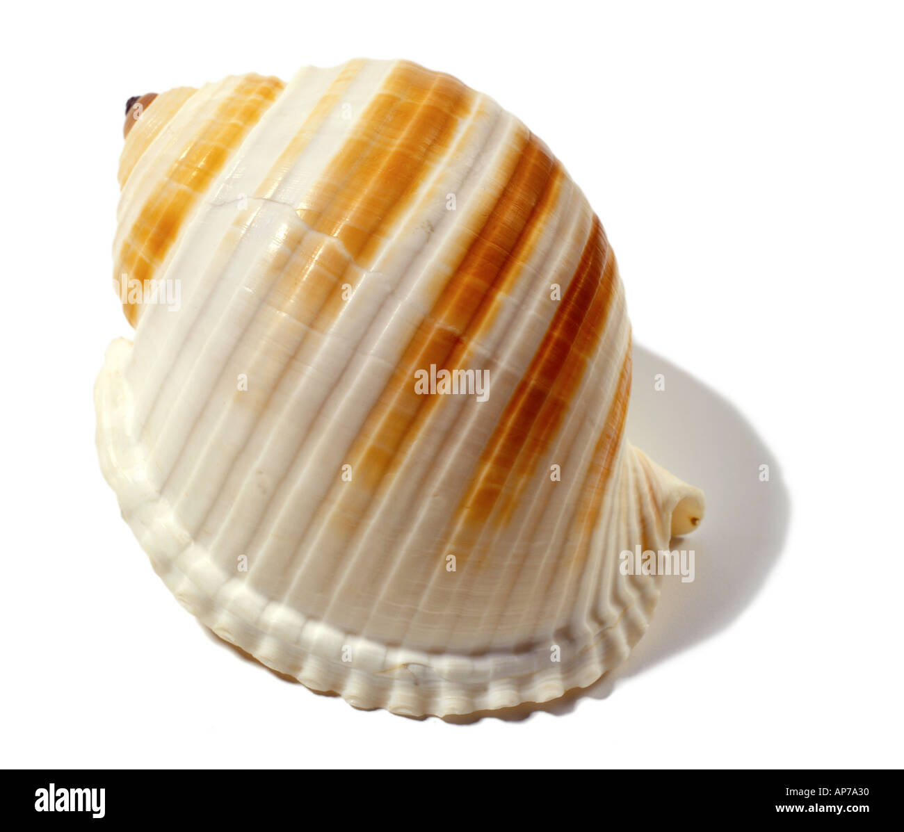 Sea Shell Muschel Molluske Stockfoto