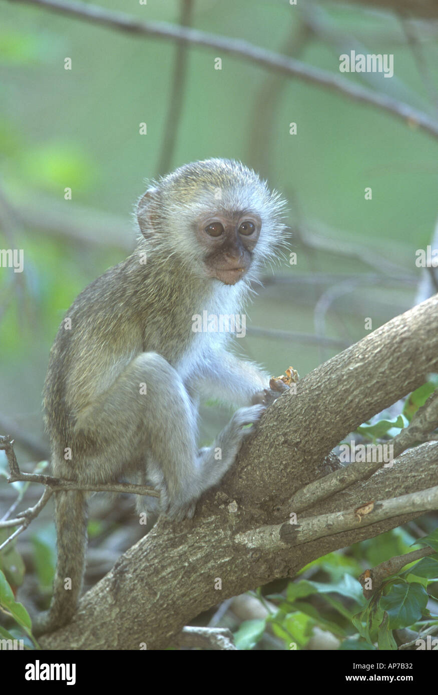 Junge Vervet Affen führen Aethiops thront auf einem Ast, beobachten die Welt gehen Stockfoto