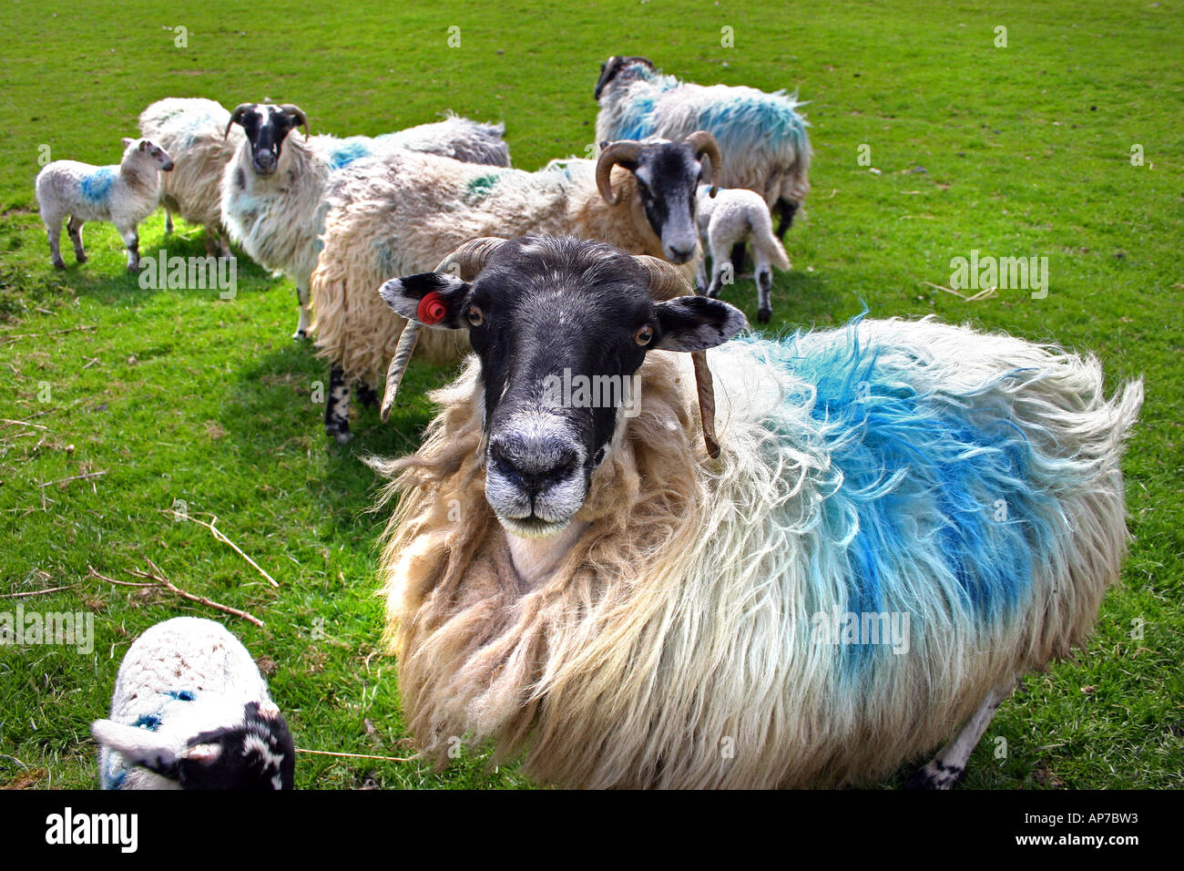 Schafe im North Antrim, Nordirland. Stockfoto