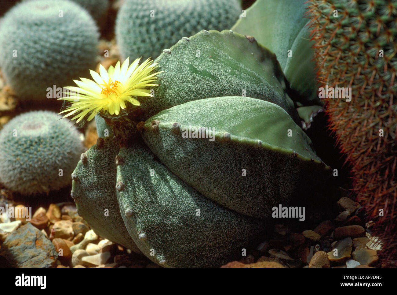 Bishops Cap Cactus, Astrophytum myriostigma, Cactaceae Stockfoto