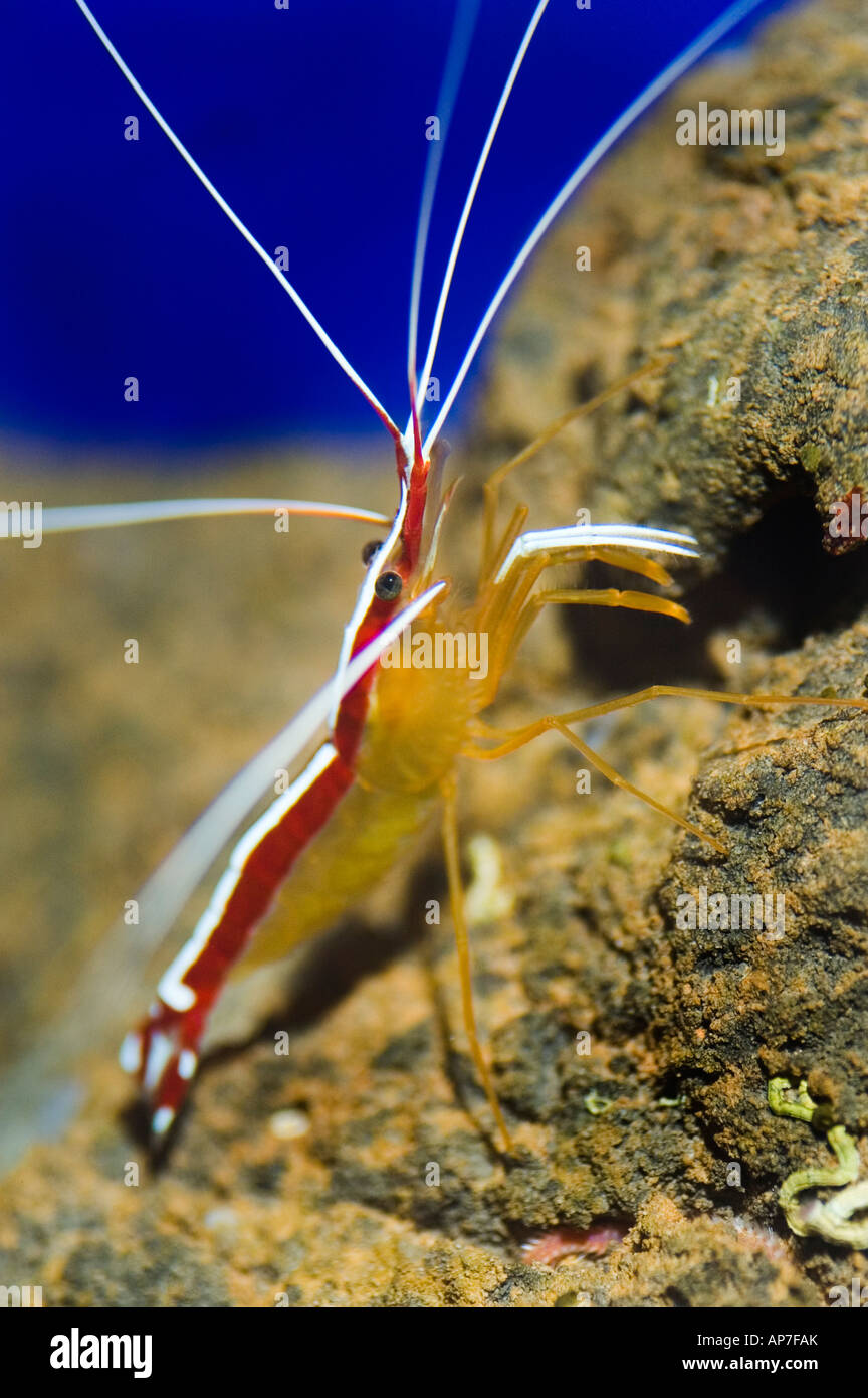 Pazifische Reiniger oder "Skunk" oder "Scarlet" Garnelen, Lysmata amboinensis Stockfoto