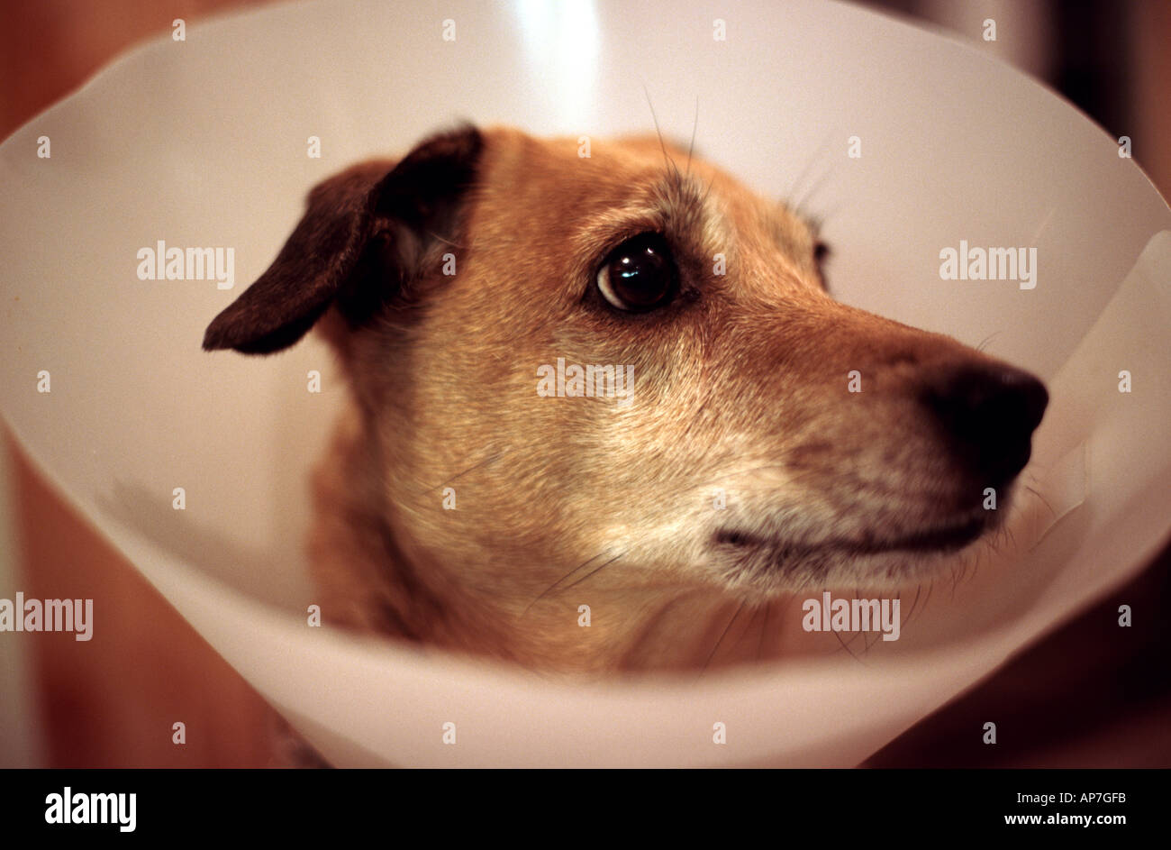 Hund mit Kegel Kragen Elisabeth Kragen zu stoppen, Wunden lecken Stockfoto