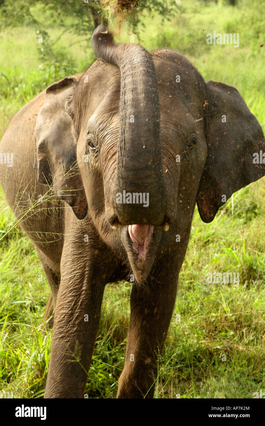 Asiatischer Elefant werfen Erde über sich selbst, als Sonnenschutz