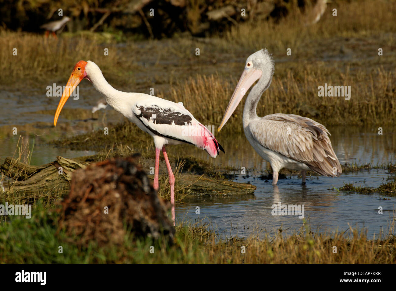 Painted Stork, Mycteria leucocephala, Spot-billed Pelican oder grau Pelikan,  Pelecanus philippensis, Bundala Nationalpark Sri Lanka Stockfotografie -  Alamy