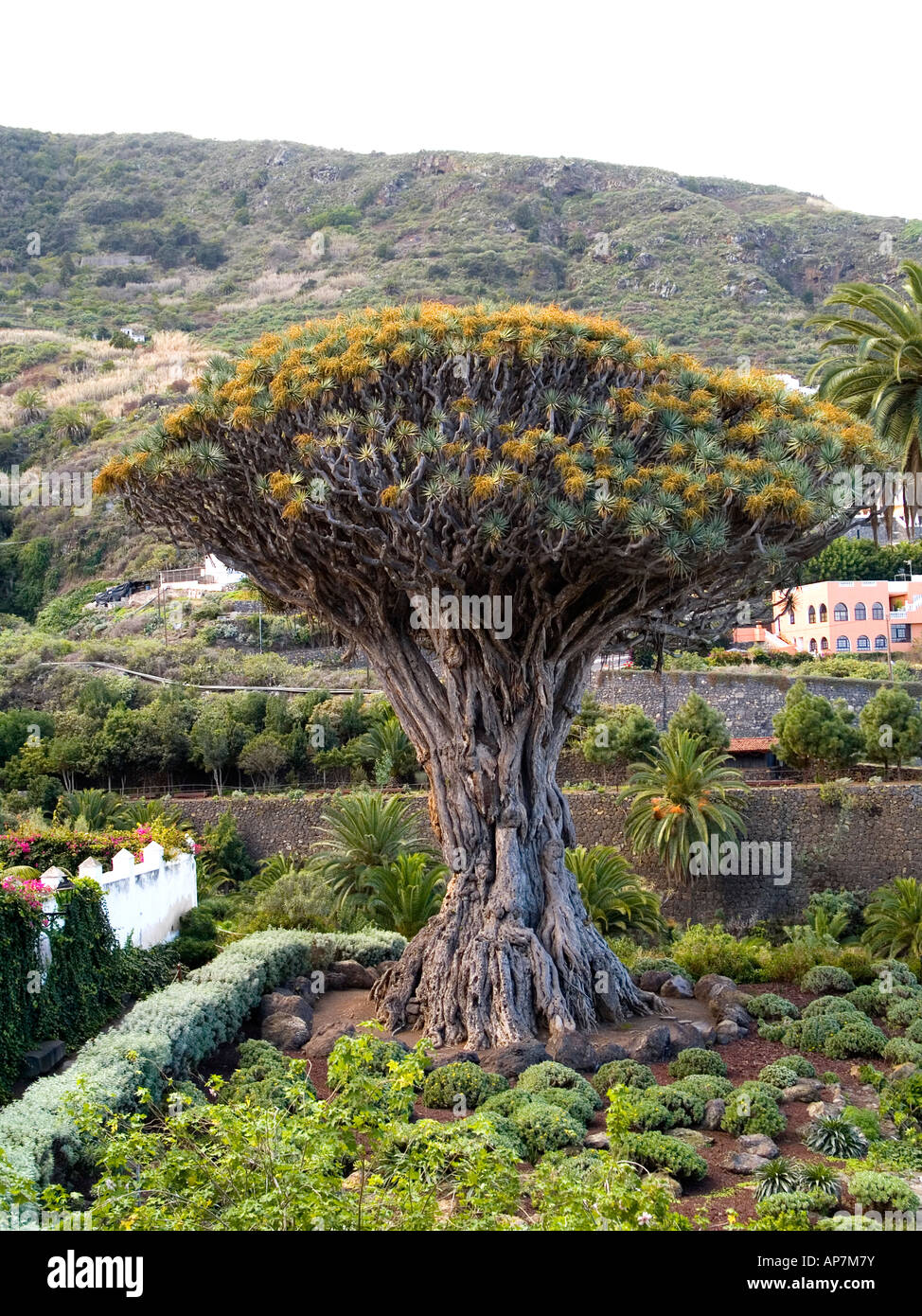Drachenbaum-Dracaena Draco bei Icod de Los Vinos ber 16m hoch und im Alter  von 1000 Jahren die lteste in Teneriffa Stockfotografie - Alamy