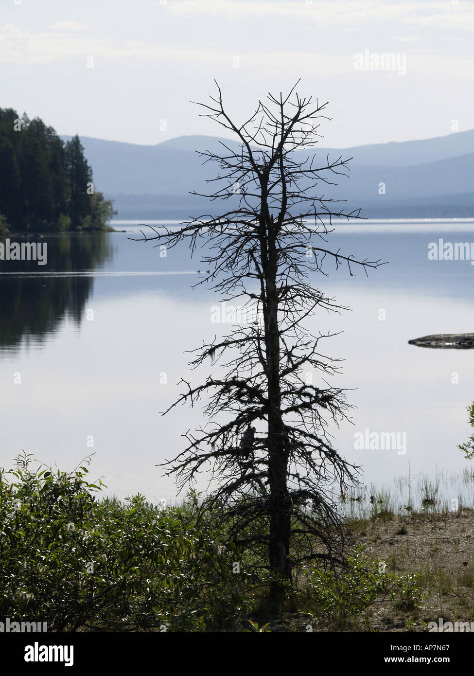 Storfjället Nationalpark Stockfoto