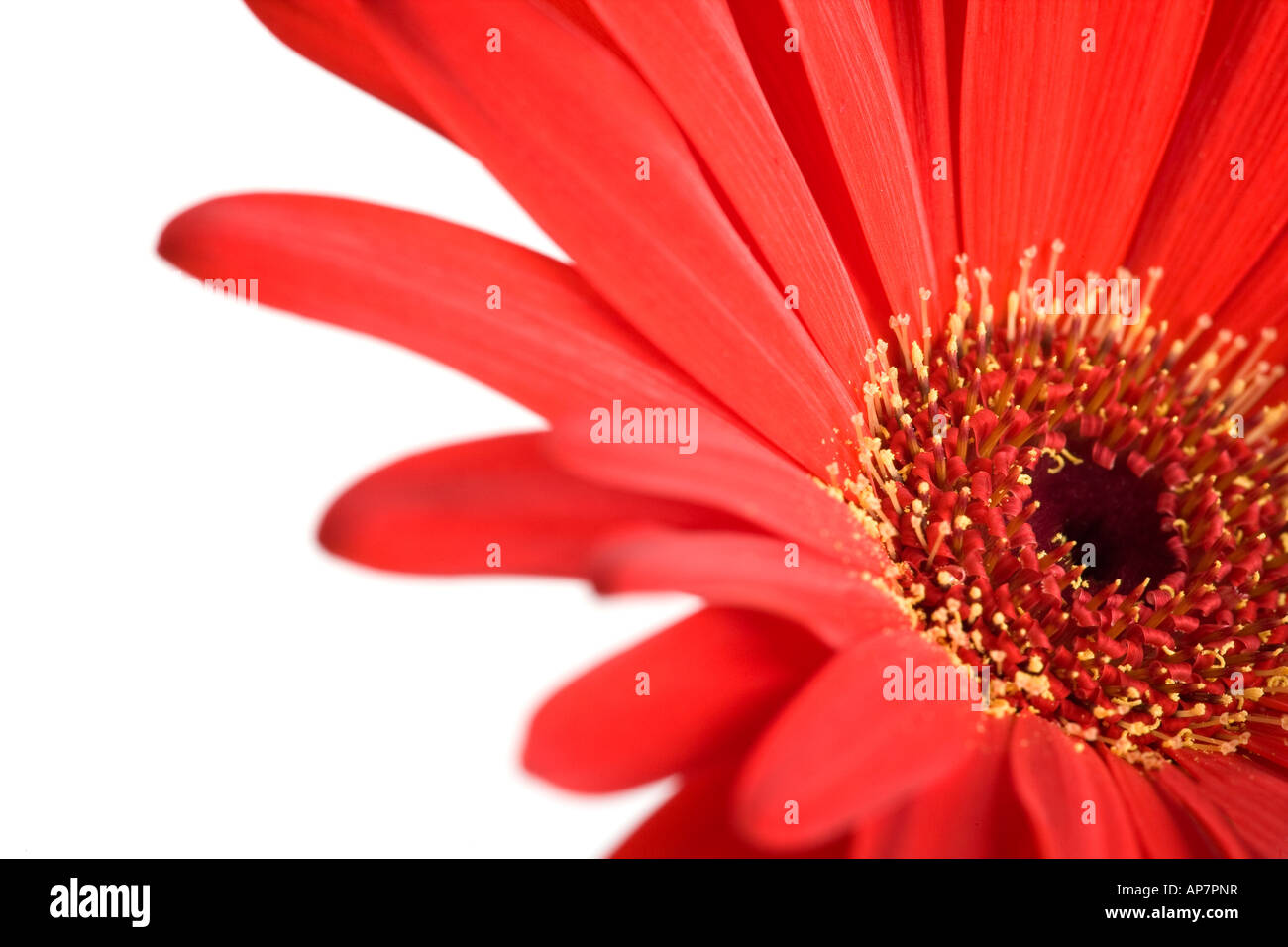 Rote Gerbera Blume Stockfoto