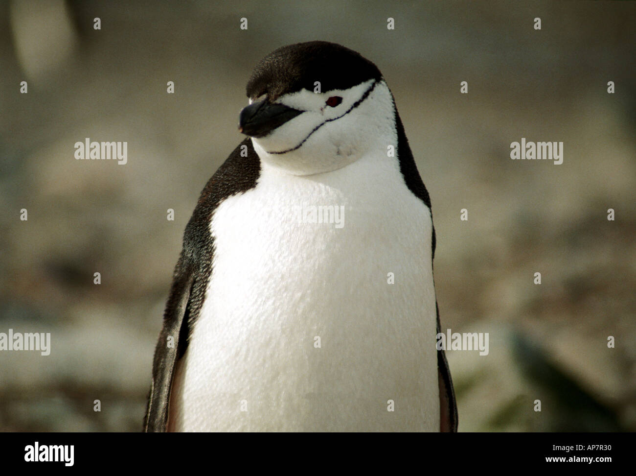 Kinnriemen Pinguin Antarktis Stockfoto