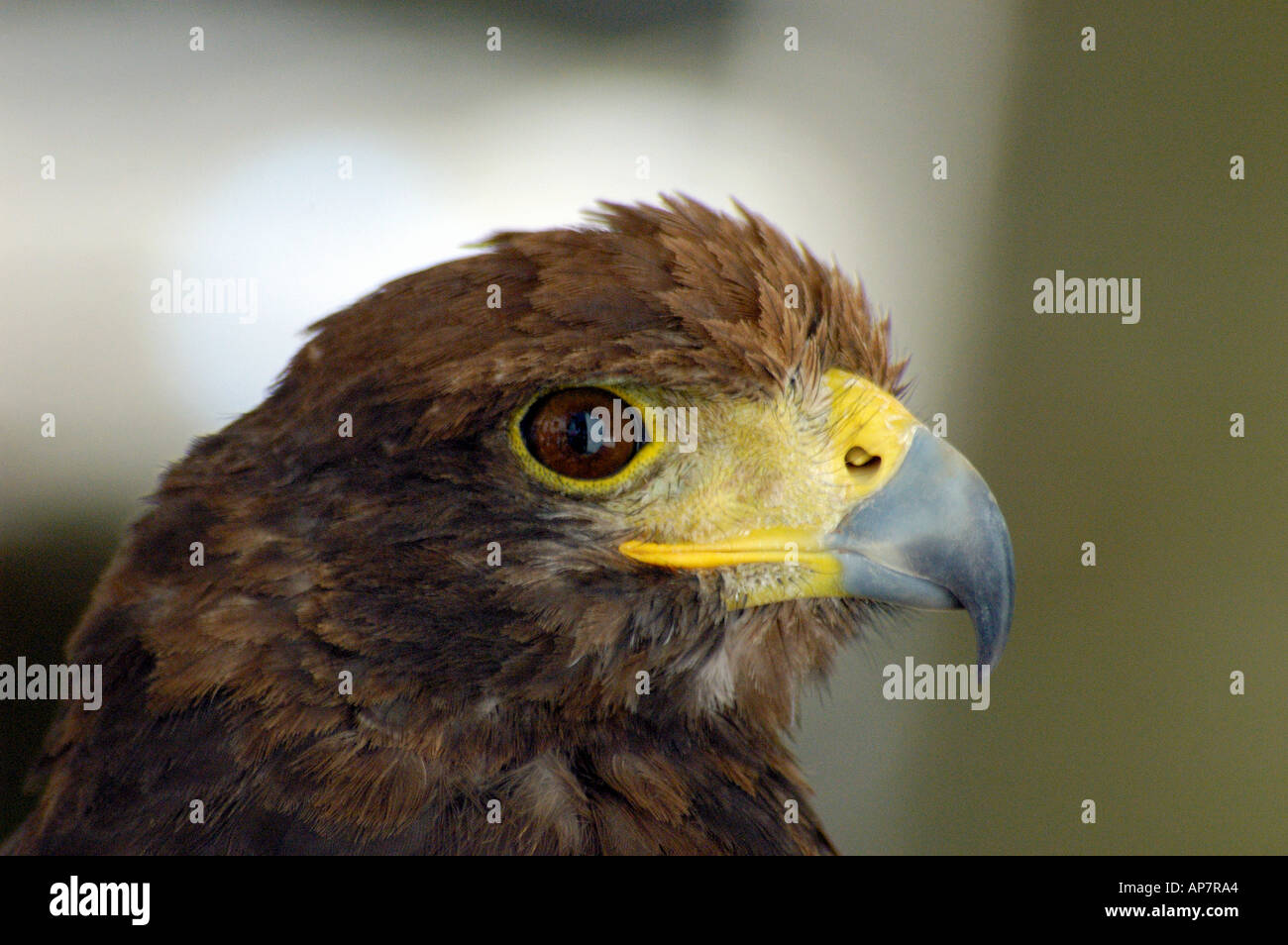 Seine Geschwindigkeit und Leistung machen die Harris-Hawk, eine der beliebtesten Arten für die Falknerei Stockfoto
