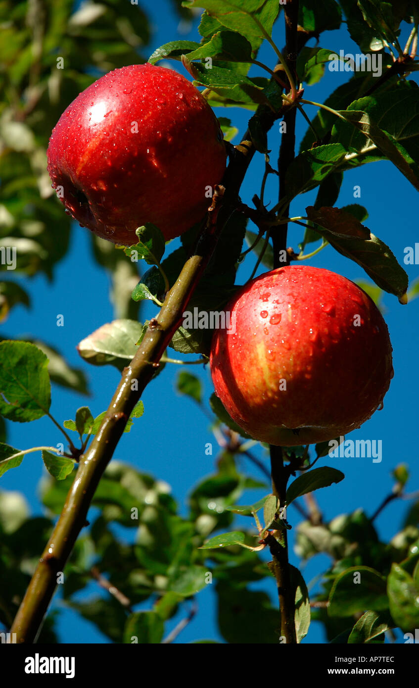 Nahaufnahme von Apfelfrüchten Äpfel wachsen auf einem Baum - Charles Ross Variety England UK Vereinigtes Königreich GB Großbritannien Stockfoto